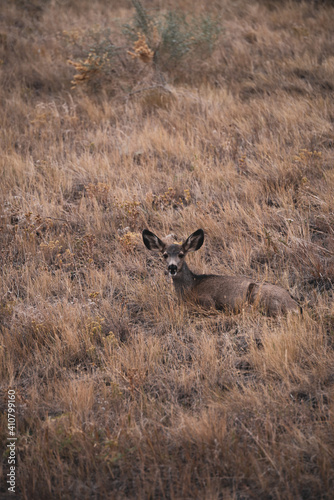 Fototapeta Naklejka Na Ścianę i Meble -  Deer bedded in grass