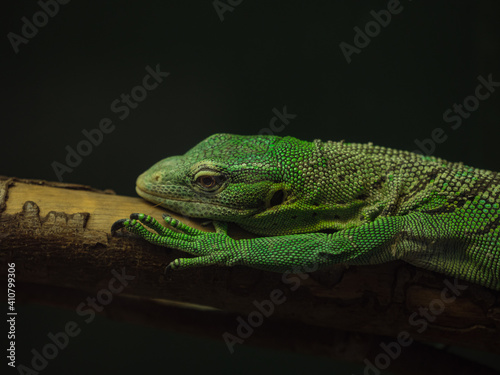 Green lizard on a branch portrait