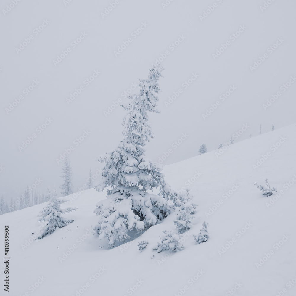 Bent Tree in a snowstorm Bent Tree in a snowstorm