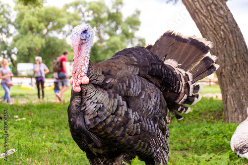 male bronze turkey with blue head and beautiful feathers spread his tail, raised his feathers in front of female turkey