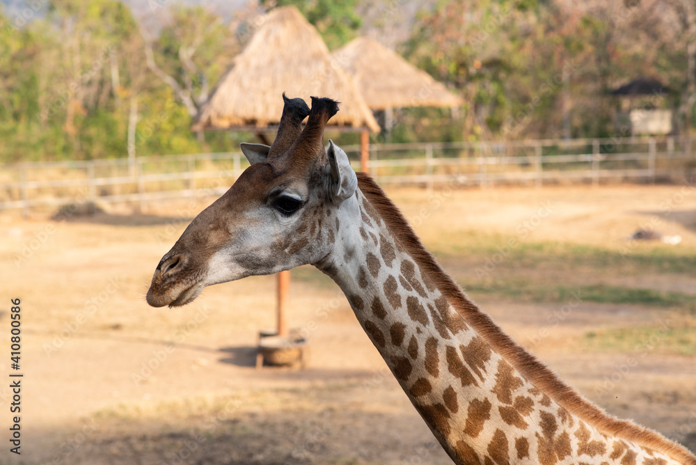 Long eck and tall wildlife cute giraffe live in open area safari zoo park for travel attraction. Long eck and tall wildlife cute giraffe live in open area safari zoo park for travel attraction.