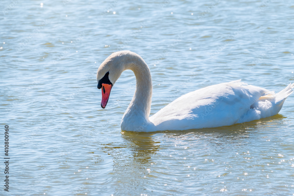 Graceful white Swan swimming in the lake, swans in the wild. Portrait of a white swan swimming on a lake. Graceful white Swan swimming in the lake, swans in the wild. Portrait of a white swan swimming on a lake.
