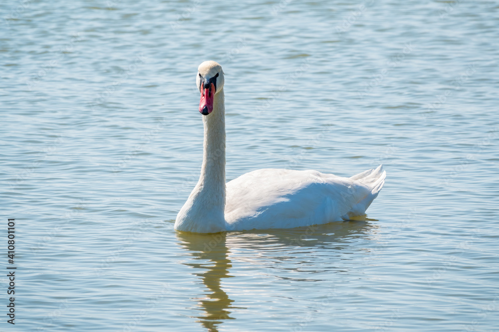 Fototapeta premium Graceful white Swan swimming in the lake, swans in the wild. Portrait of a white swan swimming on a lake.