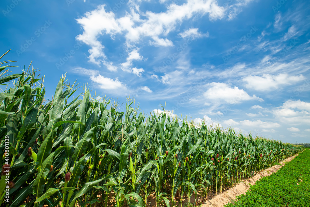 The corn grew in the field