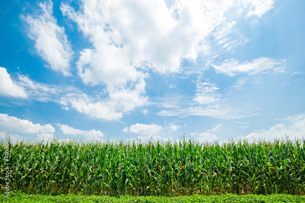 Obraz premium Corn grows in the field