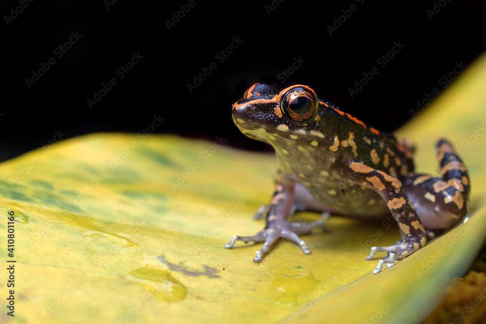 Obraz premium Spotted stream frog sitting in the yellow leaf 