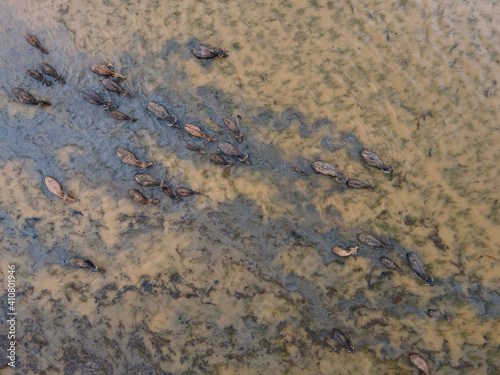Group of water buffalo, Buffalo swimming, Top view from drone.