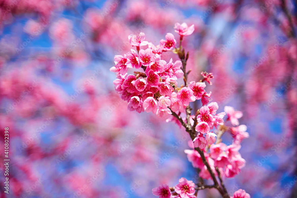 Cherry Blossoms Cherry Blossoms