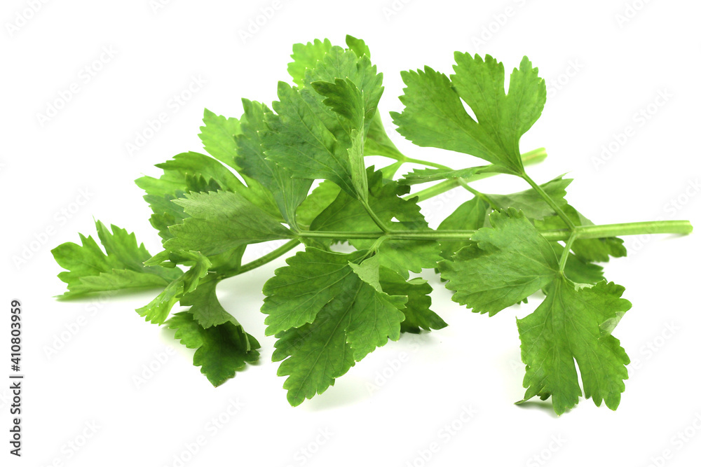 Coriander leaves isolated on white background Coriander leaves isolated on white background