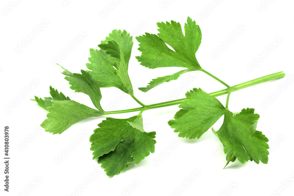 Coriander leaves isolated on white background Coriander leaves isolated on white background