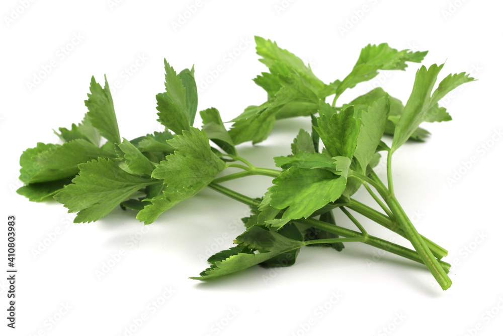 Coriander leaves isolated on white background Coriander leaves isolated on white background