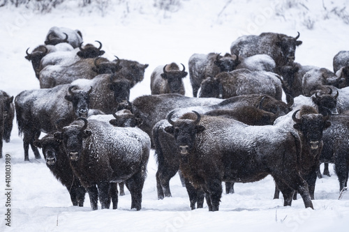Fototapeta Naklejka Na Ścianę i Meble -  A herd of wild European Bison. Bieszczady, Carpathian Mountains. Poland.