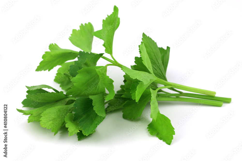 Fototapeta premium Coriander leaves isolated on white background