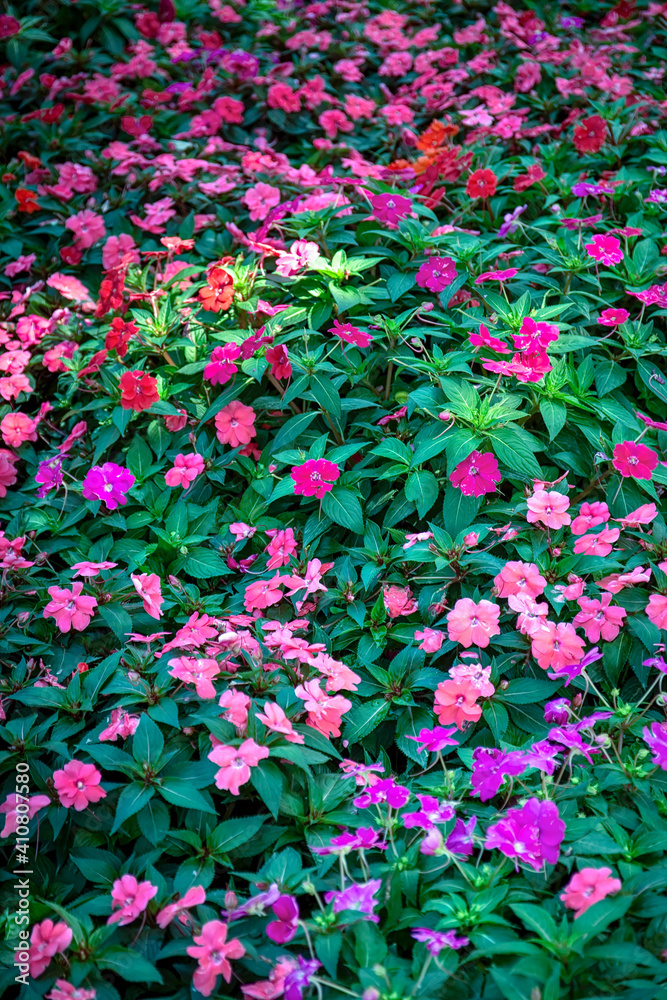 Busy Lizzie plant (Impatiens walleriana) flower pink and purple. Impatiens flowers or Balsam, sultana, flowerbed of Busy Lizzie plant in pink, purple, red. Impatiens hawkeri (New Guinea) flowers