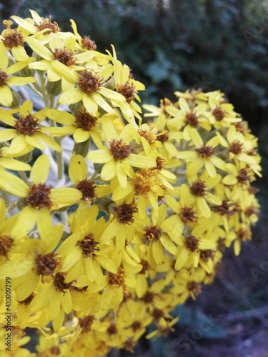 yellow flowers