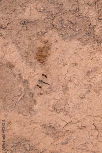 Dragonfly isolated on a dry patch of soil