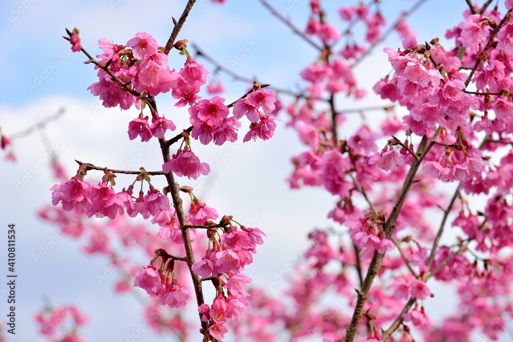 Blooming Taiwan Cherry Blossoms (Prunus campanulata Maxim) in Shei-Pa National Park, Taiwan