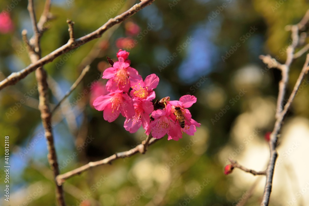 Blooming Taiwan Cherry Blossoms (Prunus campanulata Maxim) in Shei-Pa National Park, Taiwan Blooming Taiwan Cherry Blossoms (Prunus campanulata Maxim) in Shei-Pa National Park, Taiwan