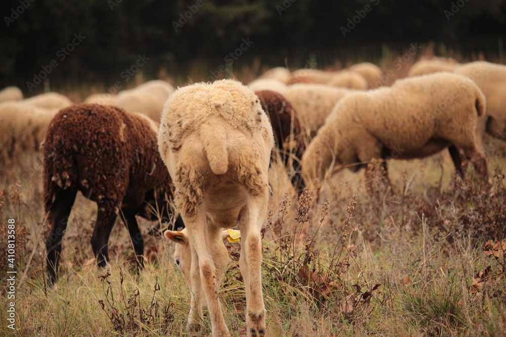 Obraz premium 1 2 3 moutons