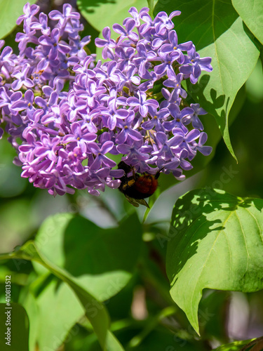 Bee sits on a branch of blooming lilac. Spring in Vologda, Russia