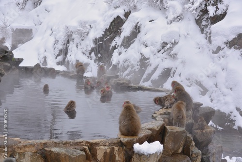 Monkey in Nagano Prefecture of Japan
