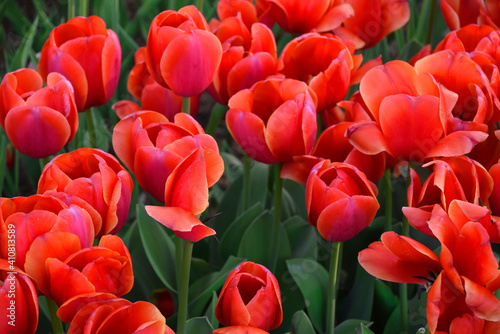 Beautiful blooming red tulips in the park of Istanbul, Turkey