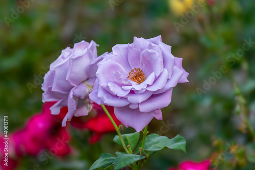 Beautiful lilac blooming roses, shot close-up. Photo taken in Rose Garden in Prague, Czech Republic
