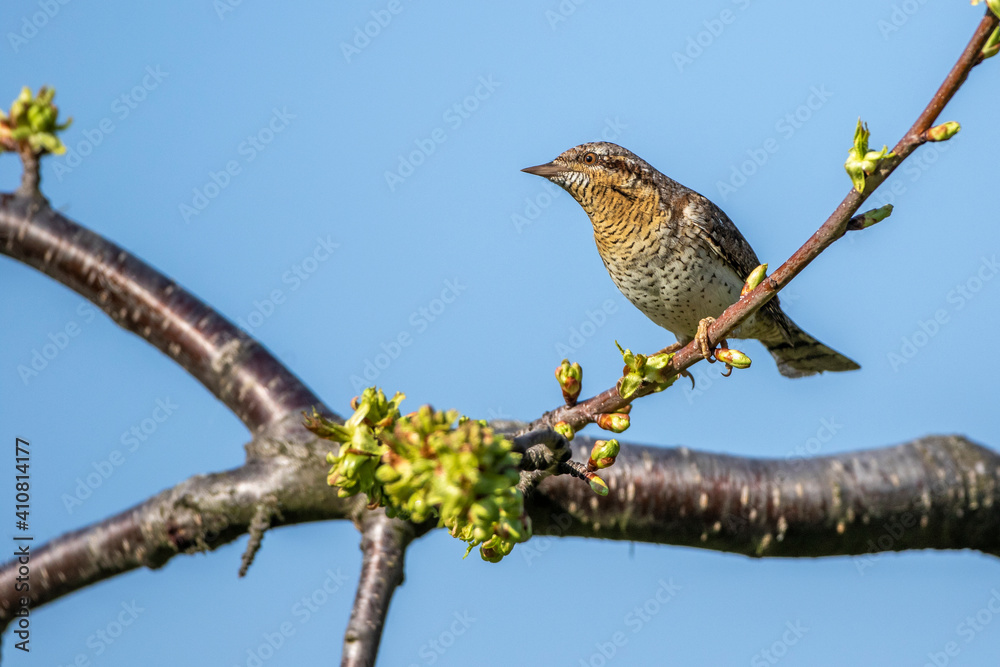 Wendehals (Jynx torquilla) Wendehals (Jynx torquilla)
