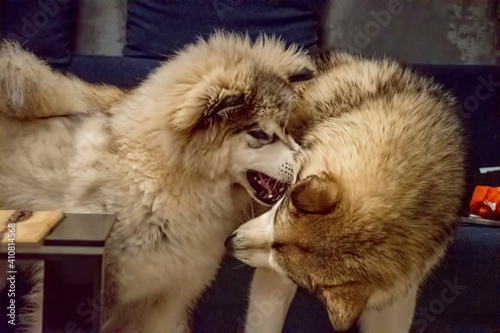 A puppy malamute playing with an adult dog. Home scene of pets socializing. Two furry animals in motion. Selective focus on the dogs, blurred background.