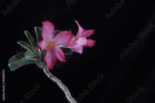 Beautiful pink flowers