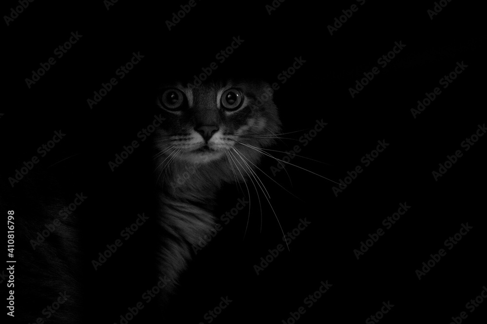 Fototapeta premium Portrait of a beautiful purebred cat on a black background.