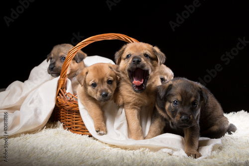 Group of puppies in a wicker basket on a white blanket. Studio photo on a black background. © jonnyslav