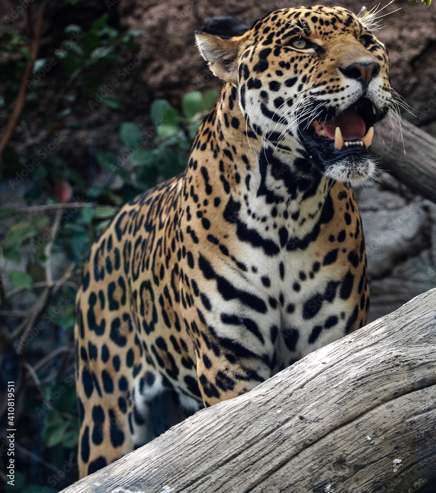 Obraz premium jaguar in the zoo