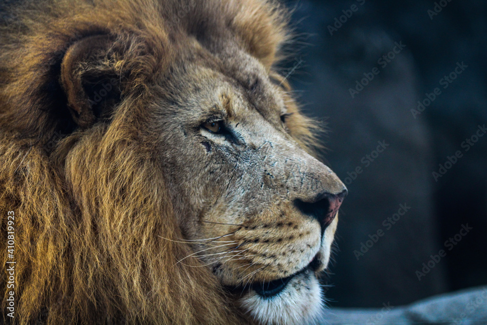 Obraz premium portrait of a lion