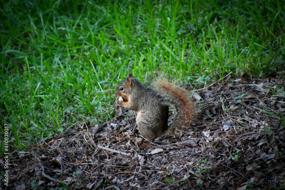 squirrel on the tree squirrel on the tree