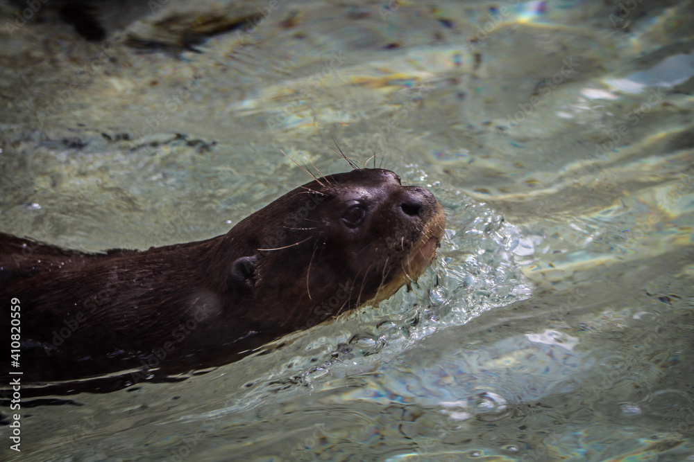 Obraz premium river otter