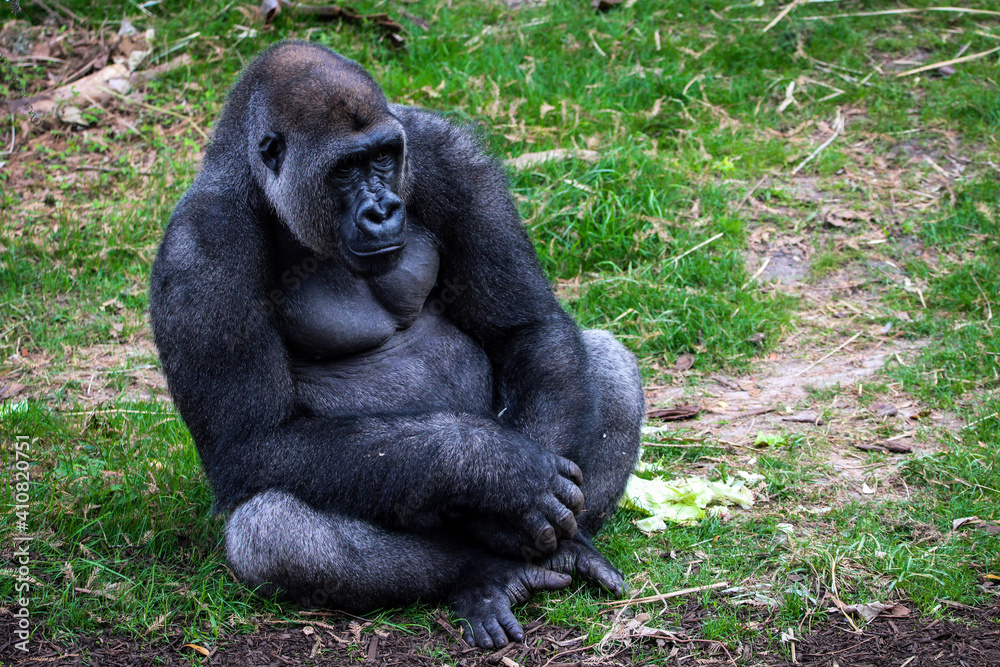 Naklejka premium gorilla sitting in the grass