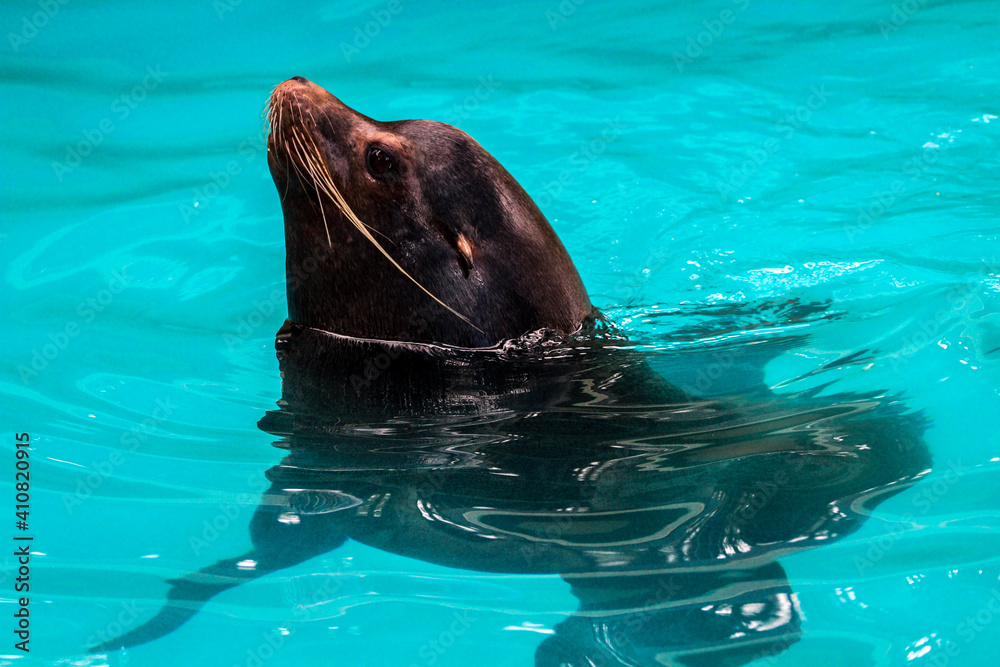 Fototapeta premium sea lion swimming in the water