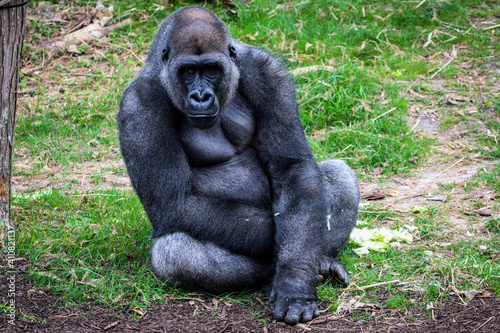 gorilla in the zoo