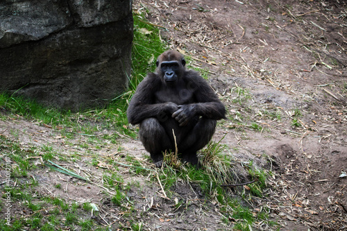 portrait of a gorilla