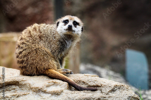 meerkat on guard