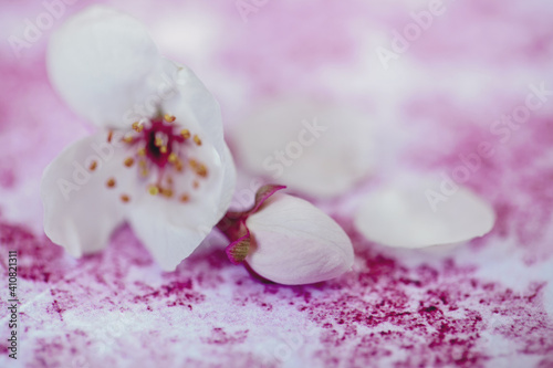 White Cherry Blossom Spring Flowers