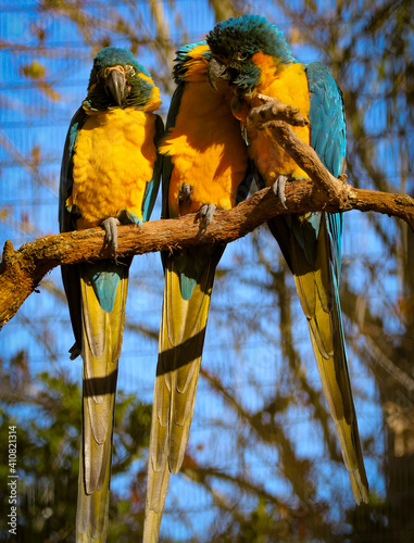 blue and yellow macaw