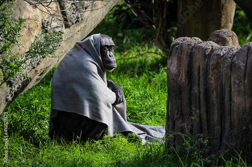 chimp in the woods