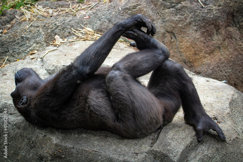 gorilla sitting