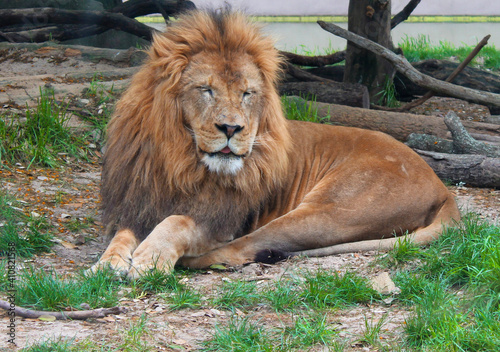 lion in the zoo