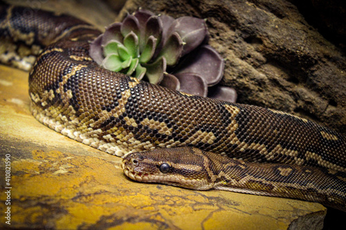 close up of a snake