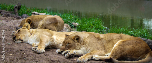lion and lioness