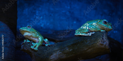 frog in a pond
