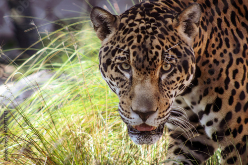 close up of a jaguar